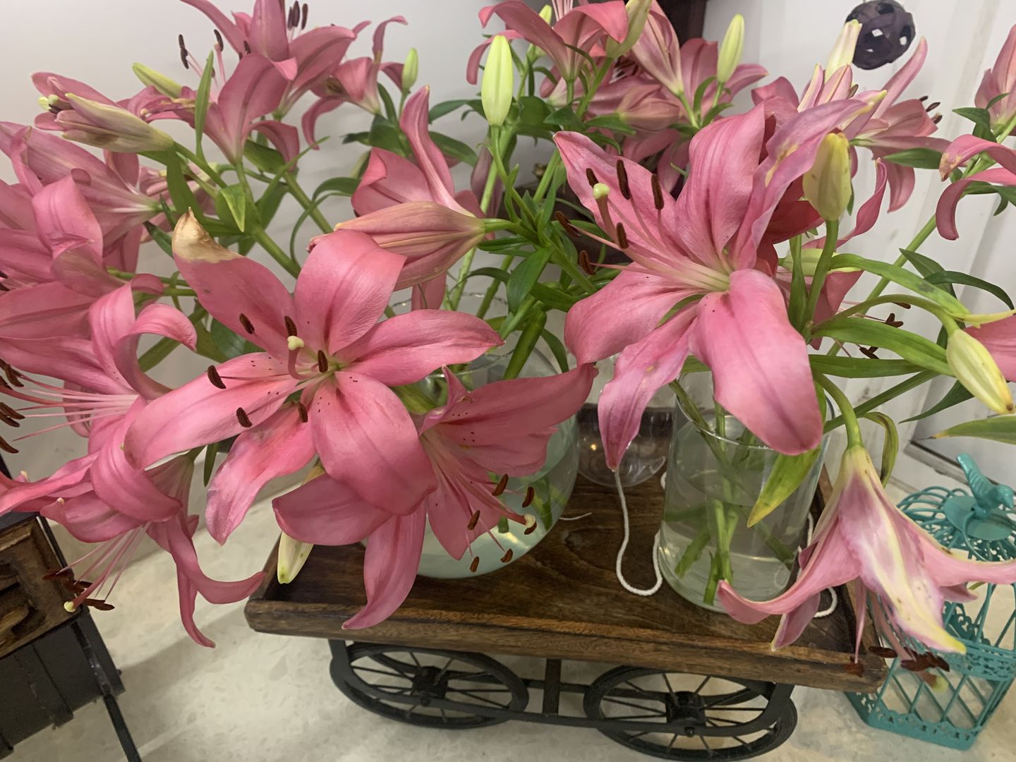 Customer photo review of Asiatic Lily