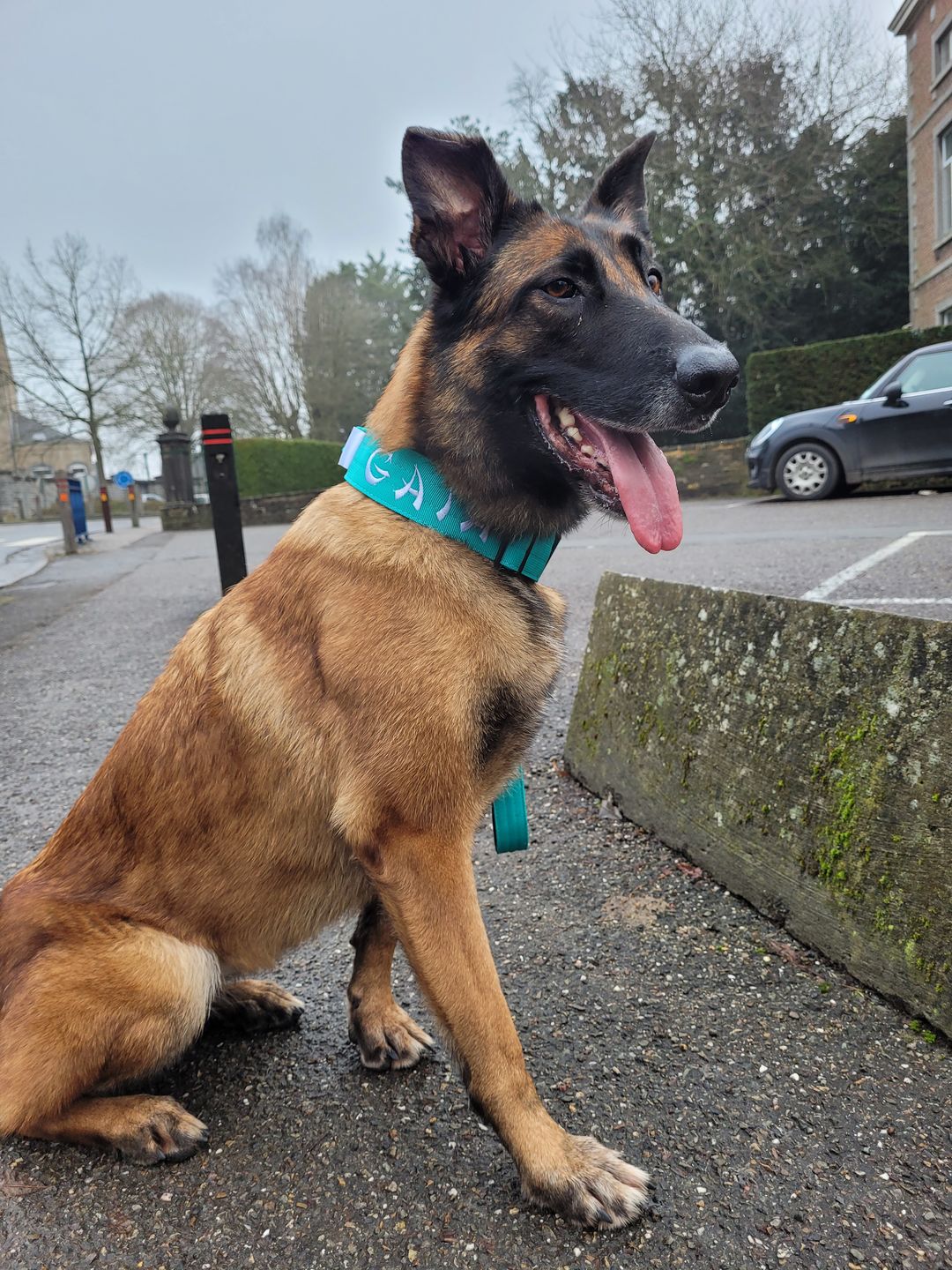 Customer photo review of 5cm Combat® Collar | Rated Clip - NO HANDLE - Light Blue v2.0