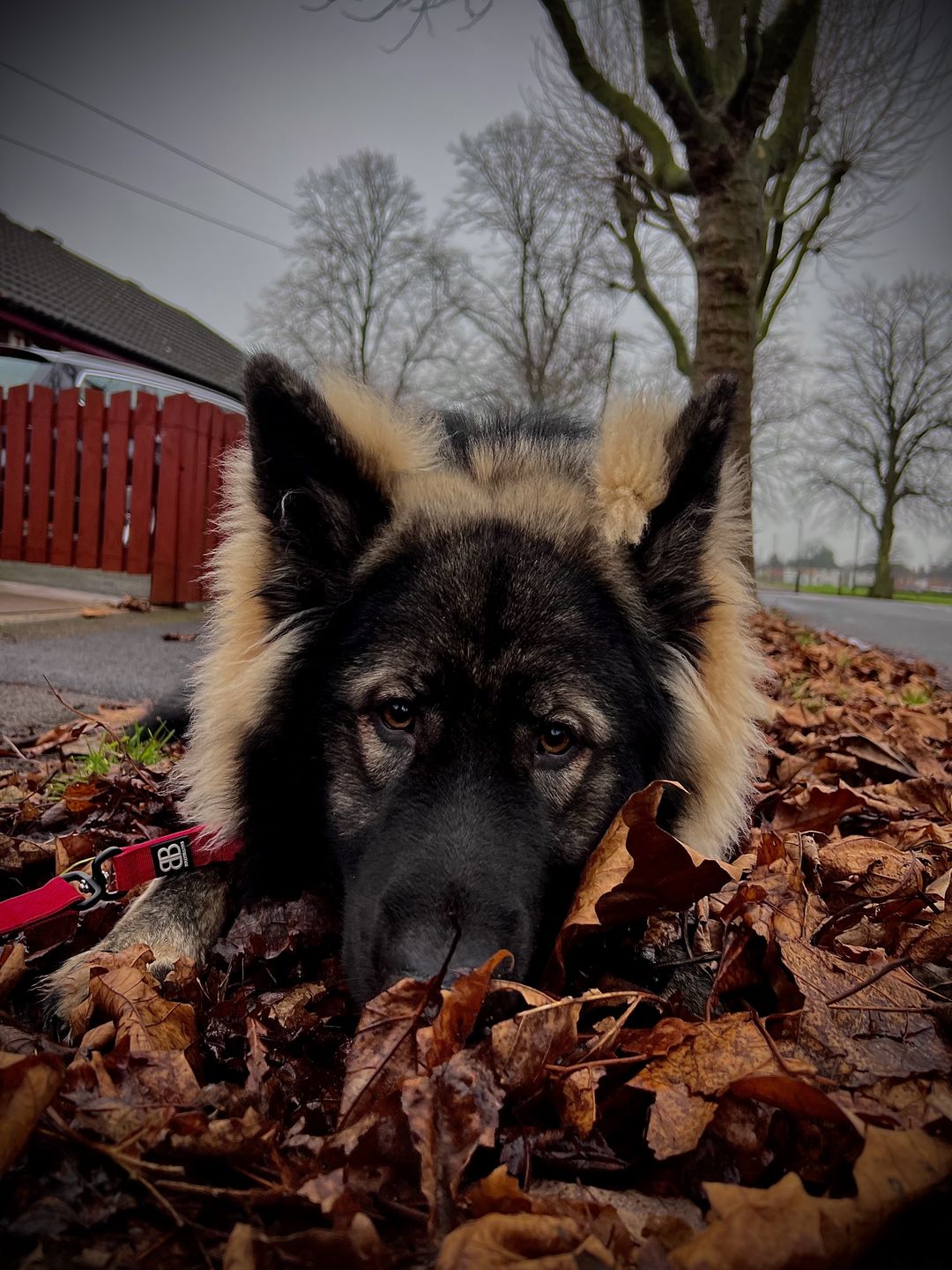 Customer photo review of 1.4m Swivel Combat Lead | Neoprene Lined, Secure Rated Clip with Soft Handle - Red