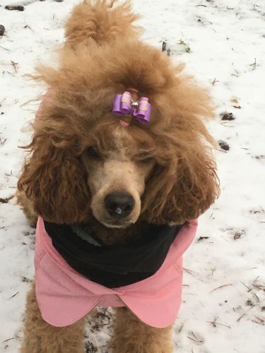 Customer photo review of Visibility Winter Jacket Pink for Dogs