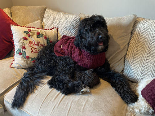 Customer photo review of Handmade Knit Sweater Burgundy for Dogs