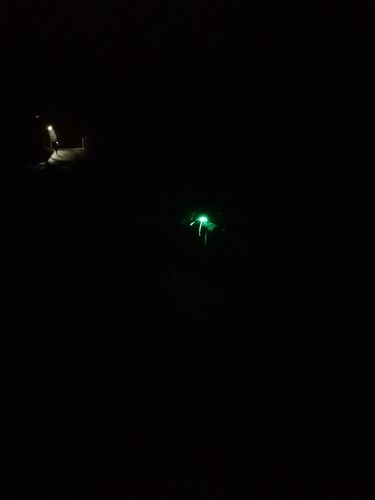 Customer photo review of LED Hunde Geschirr mit Farbverlauf USB