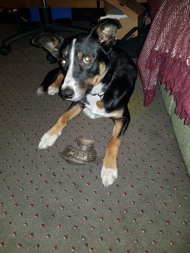 Customer photo review of Anco Lamb Horn