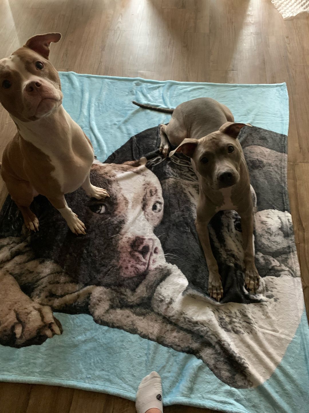 Customer photo review of Custom Pet Art Fleece Blanket