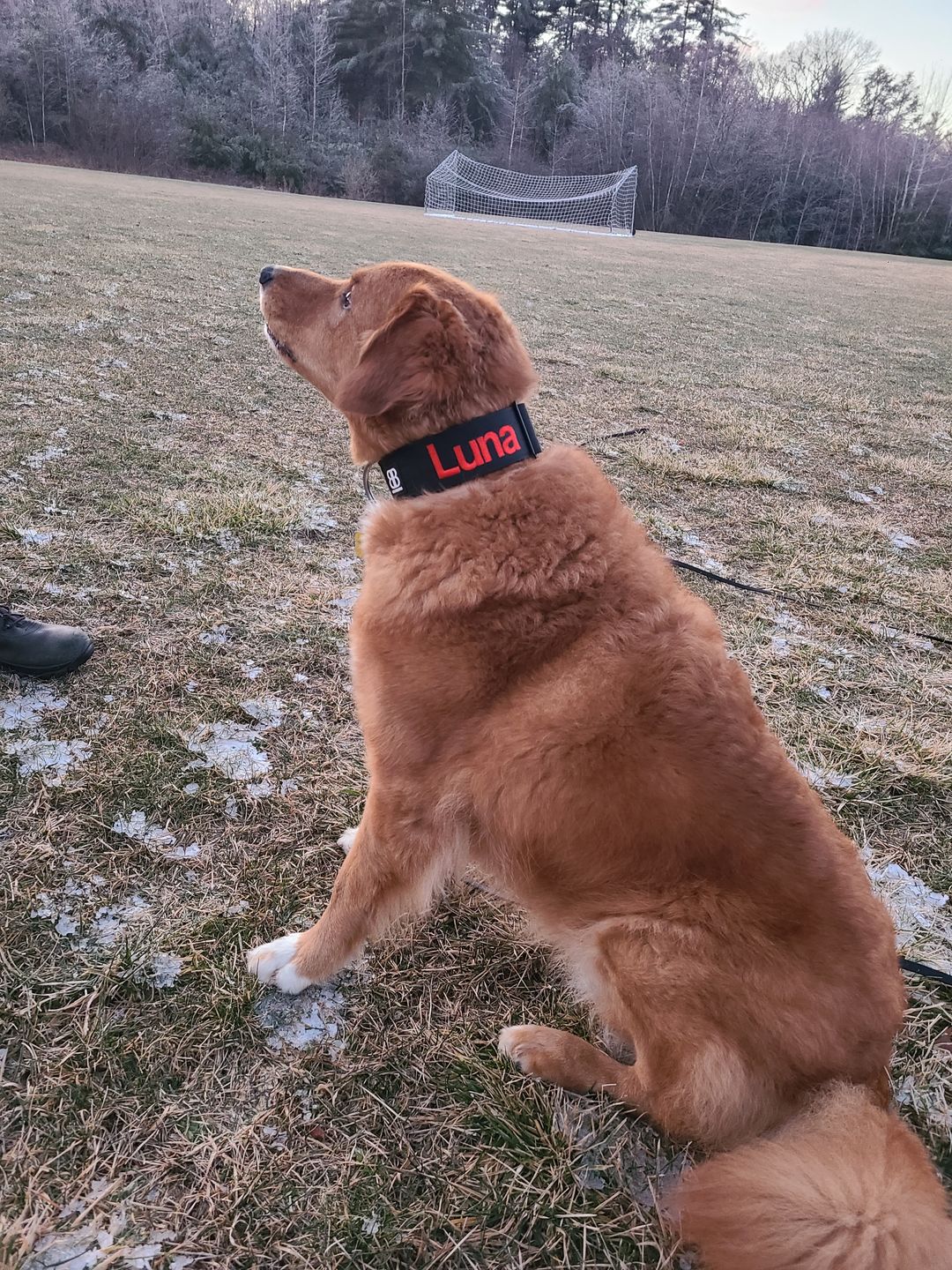 Customer photo review of 5cm Combat® Collar | Rated Clip - NO HANDLE - Black v2.0