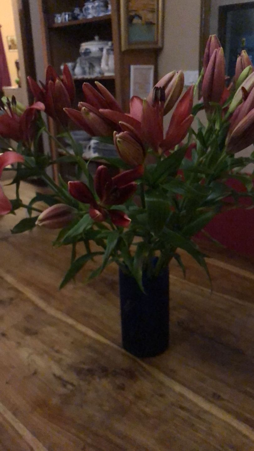 Customer photo review of Asiatic Lily