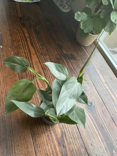 Customer photo review of Winter Protection