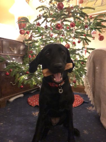 Customer photo review of Everest Dog Yak Chews