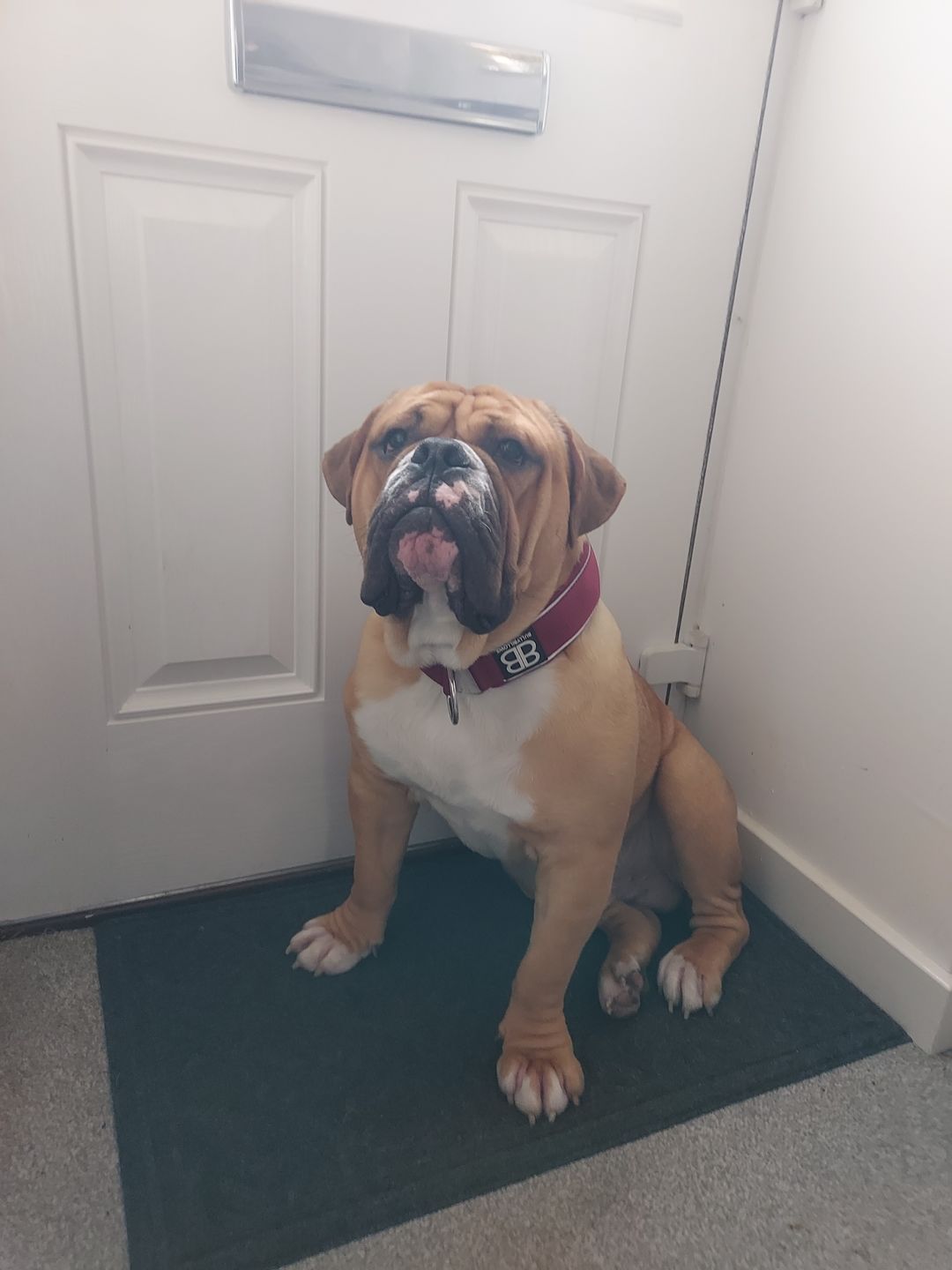 Customer photo review of 5cm RR Collar | Soft Padded & Reflective | Series 2 - Burgundy