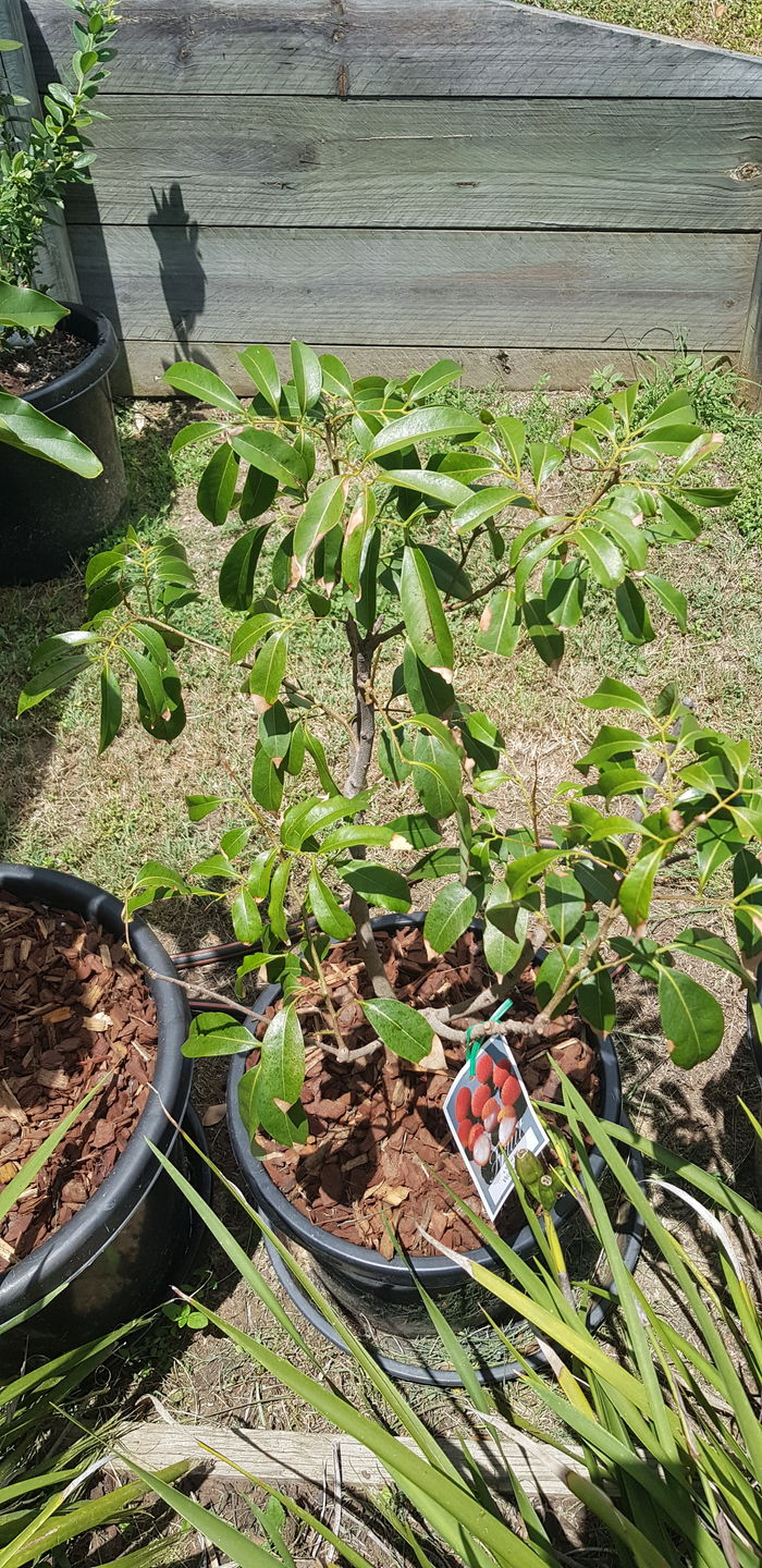 Customer photo review of Dwarf Lychee - Wai Chi