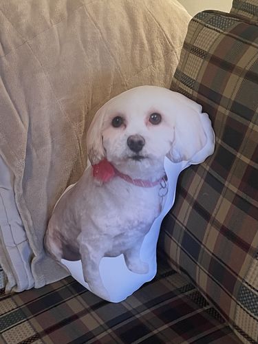 Customer photo review of Create A Custom Dog Pillow