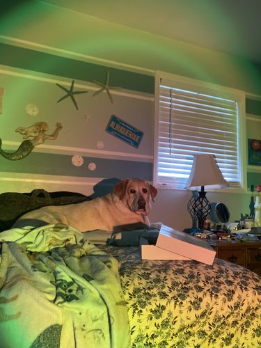 Customer photo review of The Sunset Lamp™