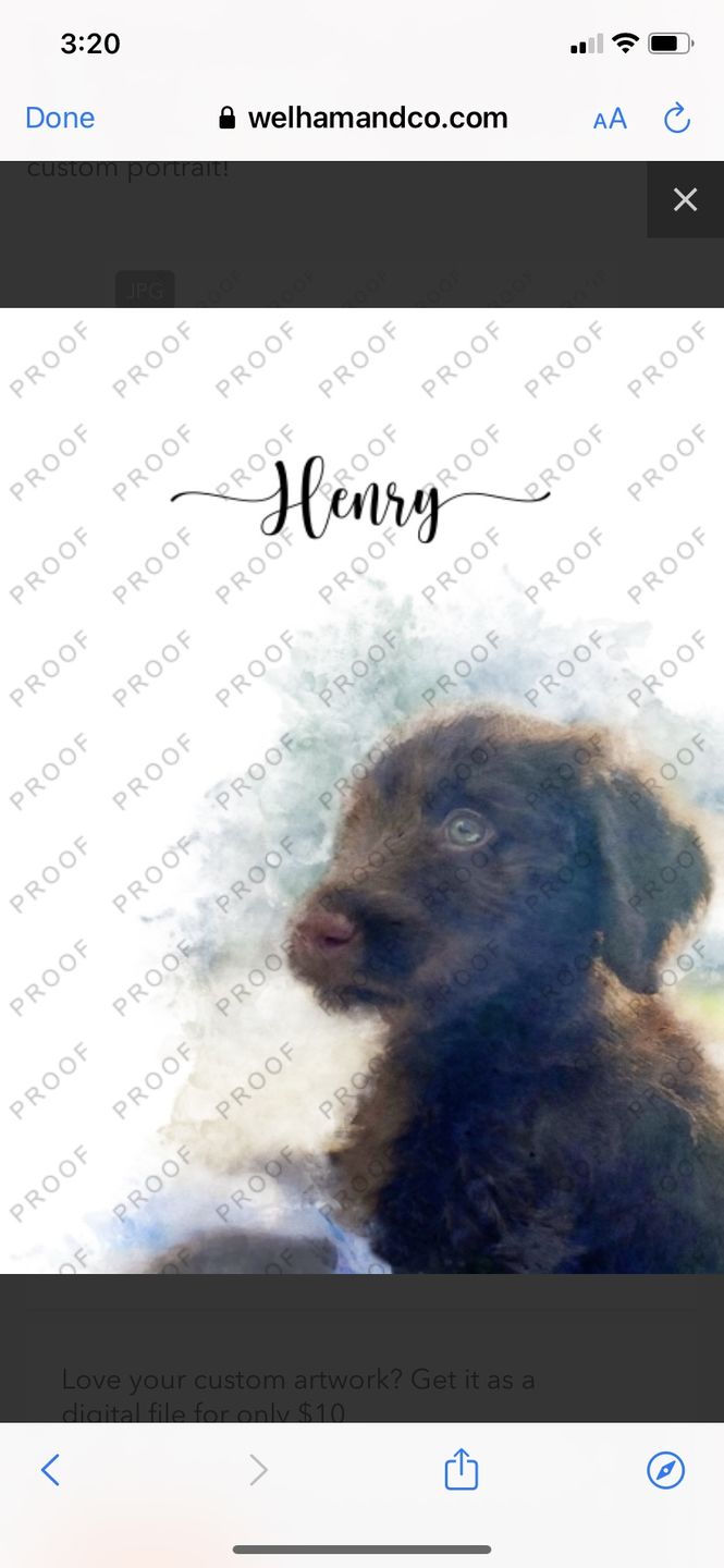 Customer photo review of Custom Pet Portrait