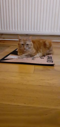 Customer photo review of All Guests Must Be Approved By The Cat Custom Doormat