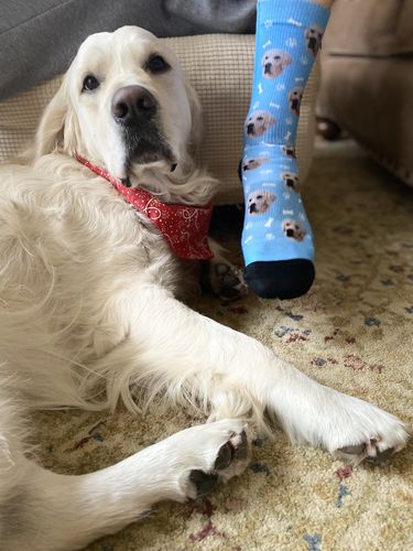 Customer photo review of Custom Dog Socks