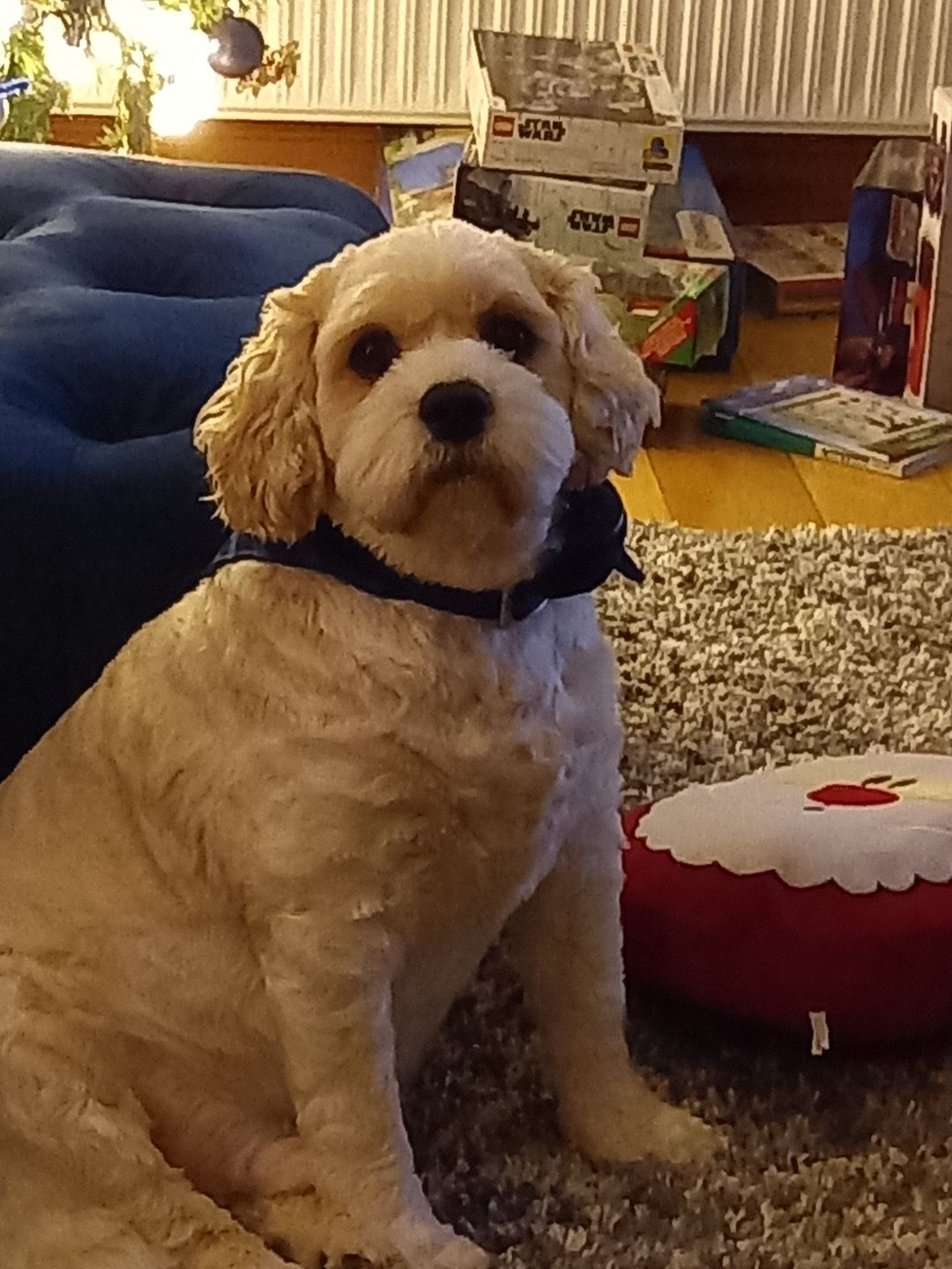 Customer photo review of Anti Bark Training Collar
