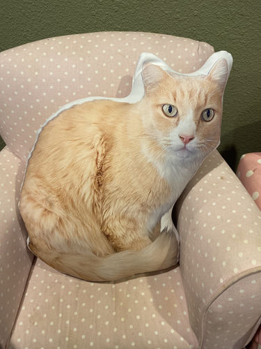 Customer photo review of Create A Custom Cat Pillow