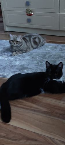 Customer photo review of Covor Athena Modern Mix