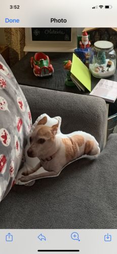 Customer photo review of Create A Custom Cat Pillow