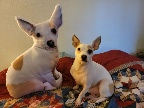 Customer photo review of Create A Custom Dog Pillow