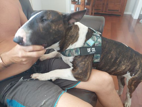 Customer photo review of DF Co. Green Camo Dog Harness