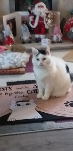 Customer photo review of All Guests Must Be Approved By The Cat Custom Doormat