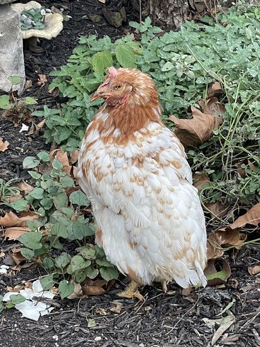 Customer photo review of GrubTerra Dried Larvae