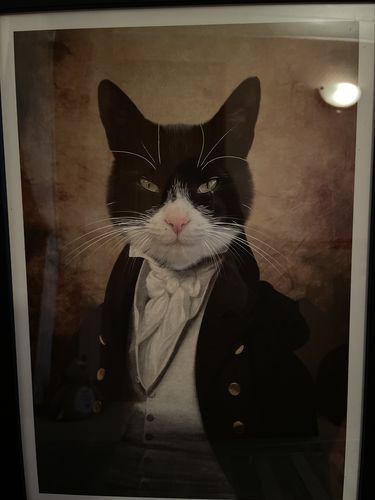 Customer photo review of The Baron - Custom Vintage Pet Portrait
