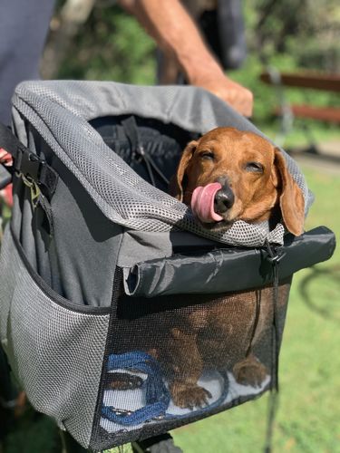 Customer photo review of All In One Pet Carrier Bag | Dog Bike Basket | Backpack for Dogs & Cats | Car Booster Seat