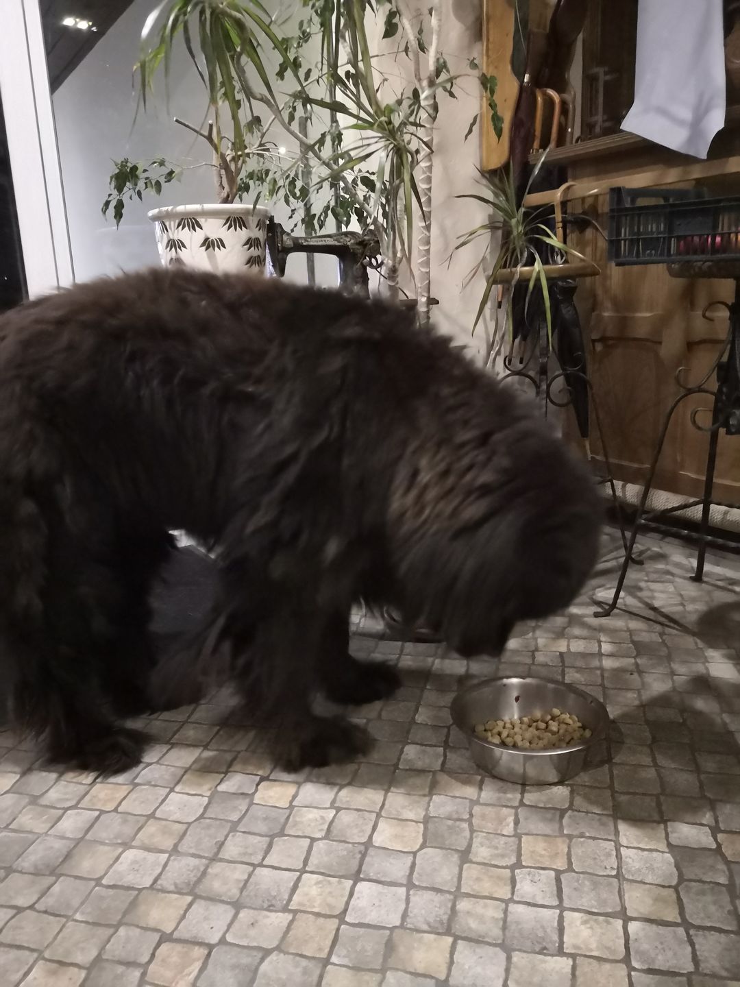 Customer photo review of Light All breeds ar tunci un rīsiem