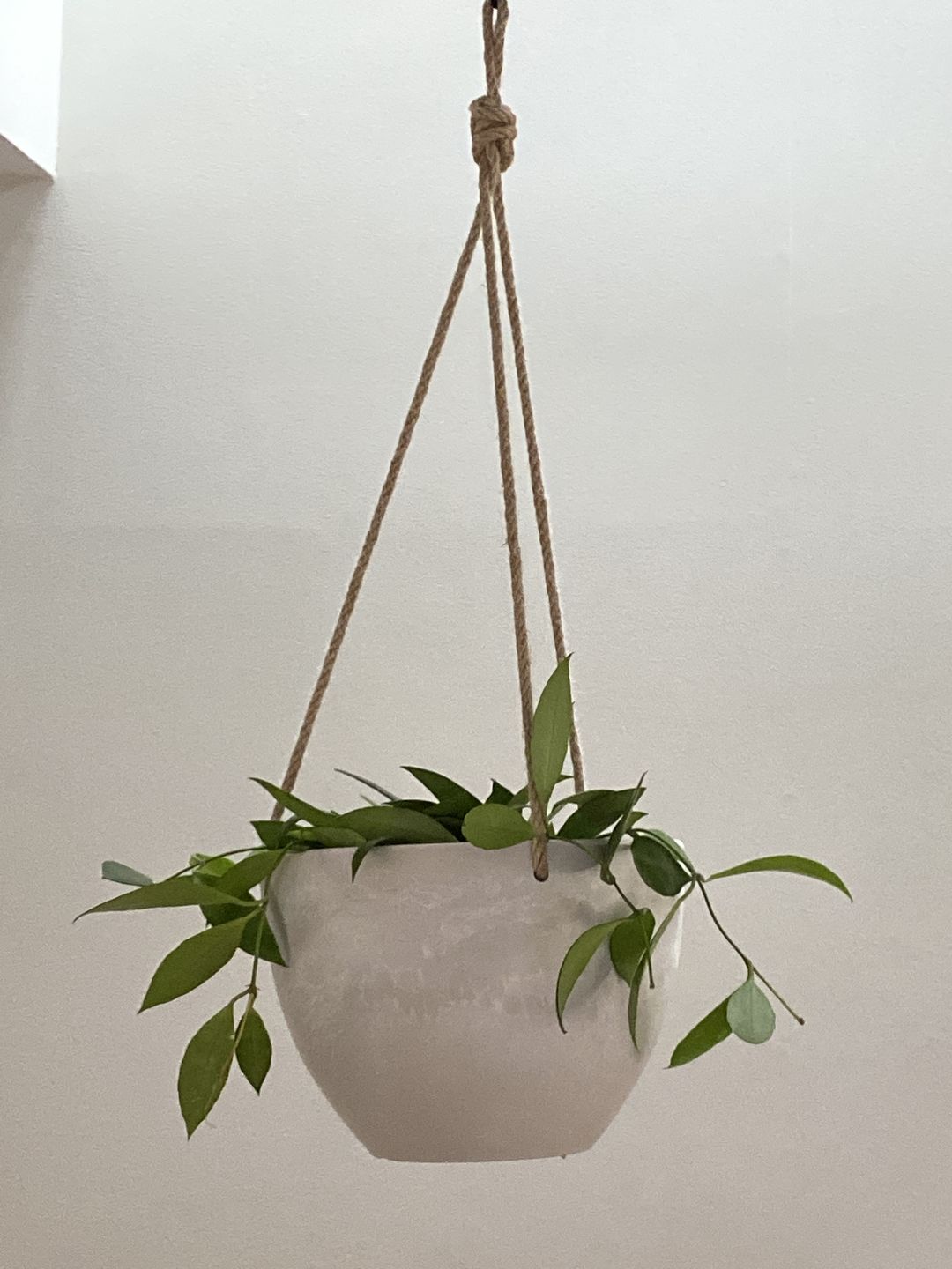 Customer photo review of 8" Signature Stone Hanging Planter