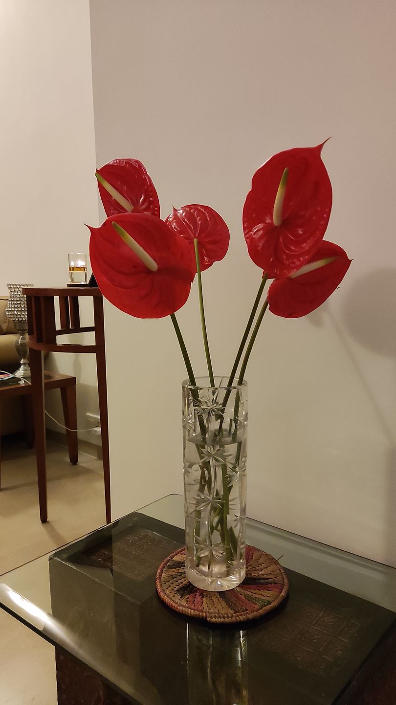 Customer photo review of Anthuriums