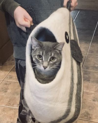 fish cat bed
