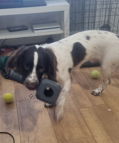 Customer photo review of The Fenrir Hammer