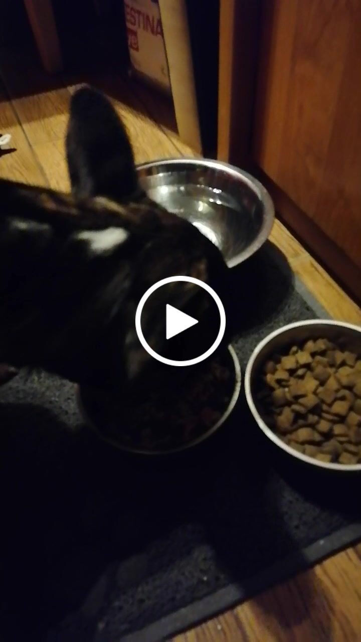 Customer video review of Intestinal ActiWet konservi suņiem
