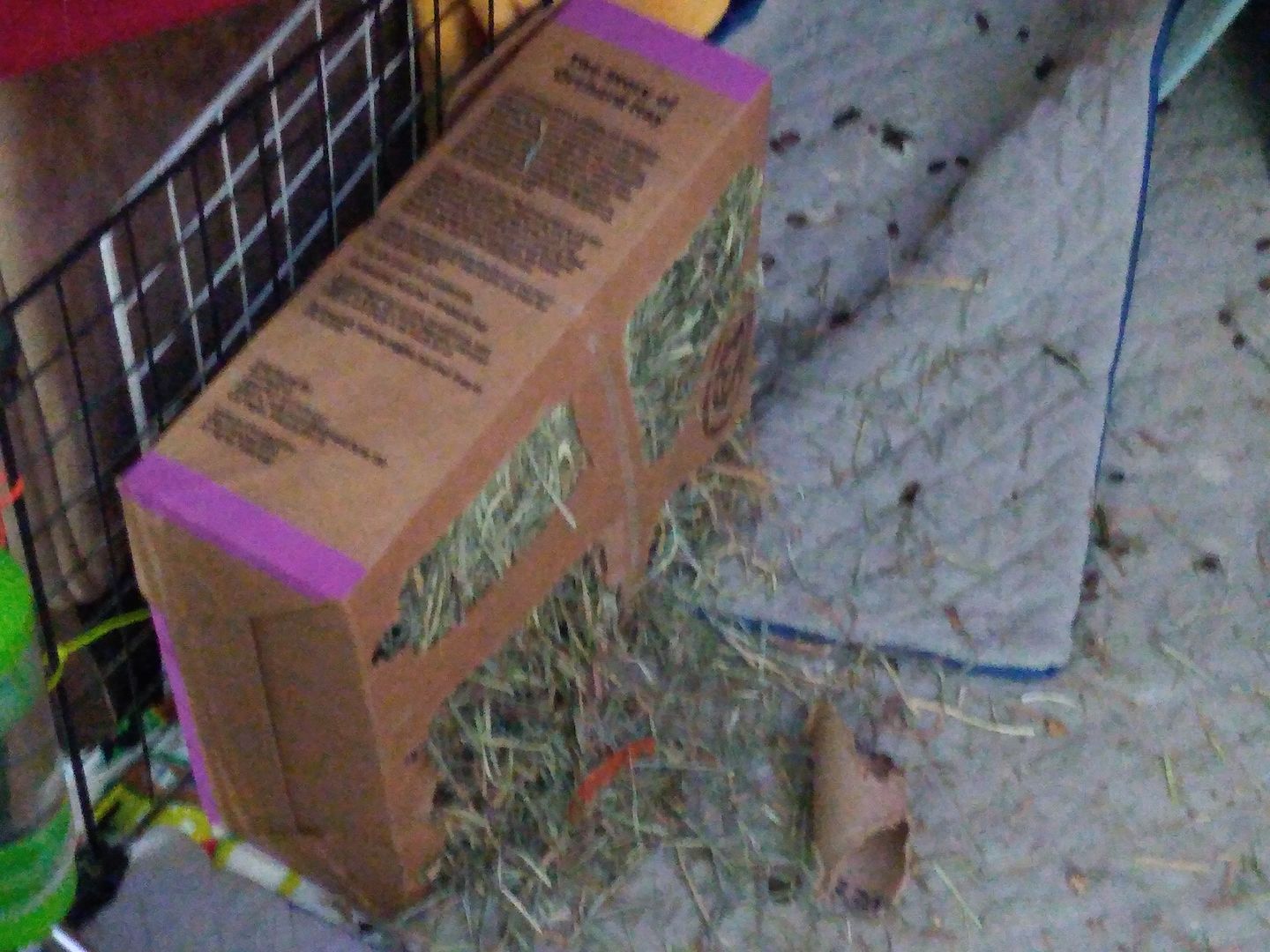 Customer photo review of GuineaDad Nourish Series - Orchard Hay for Guinea Pigs (3 Pack)