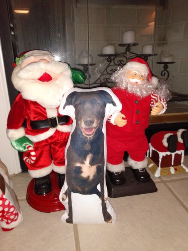Customer photo review of Create A Custom Dog Pillow