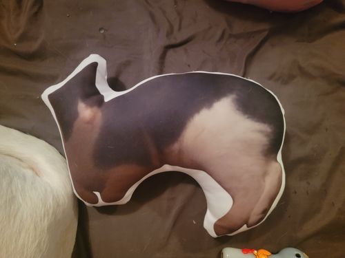 Customer photo review of Create A Custom Cat Pillow