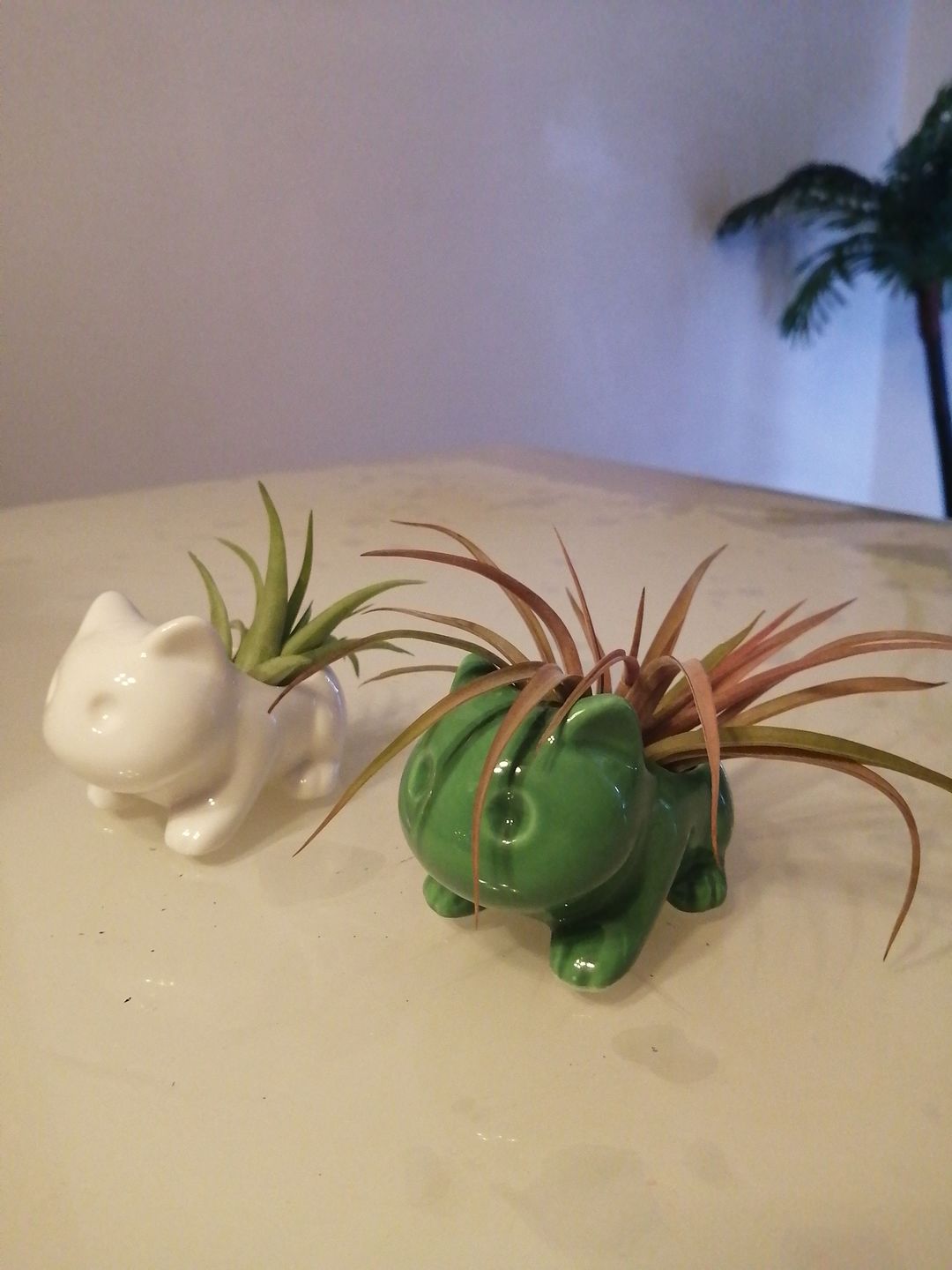 Customer photo review of Bulbasaur Planter  (Includes Drainage Hole For Non Air Plants)