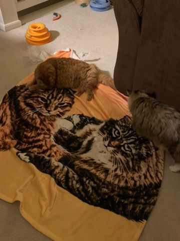 Customer photo review of Custom Pet Art Fleece Blanket