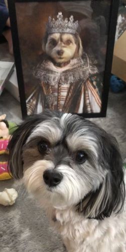 Customer photo review of The Queen - Custom Vintage Pet Portrait