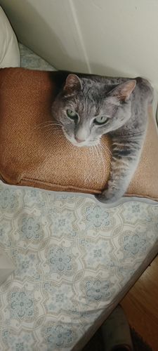 Customer photo review of Create A Custom Object Pillow