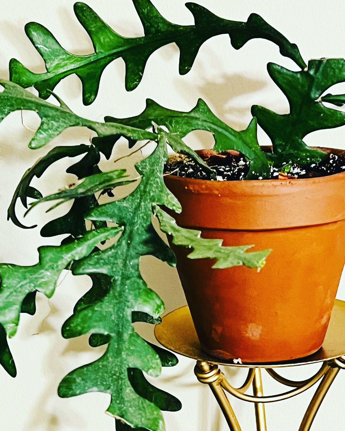 Customer photo review of 4" Cactus Selenicereus anthonyanus "Ric-Rac"
