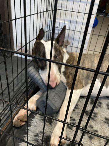 Customer photo review of The Fenrir Hammer