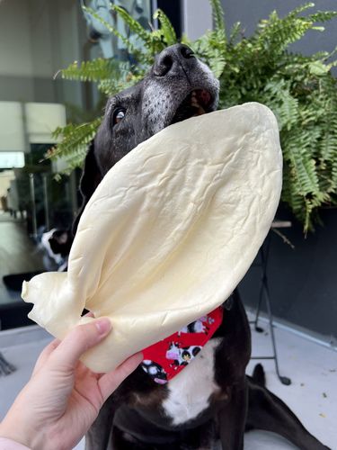 Customer photo review of Cow Ears For Dogs