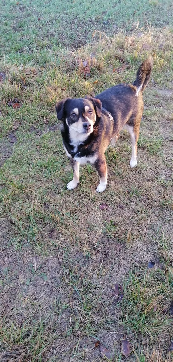 Customer photo review of COMFORT Hundegeschirr