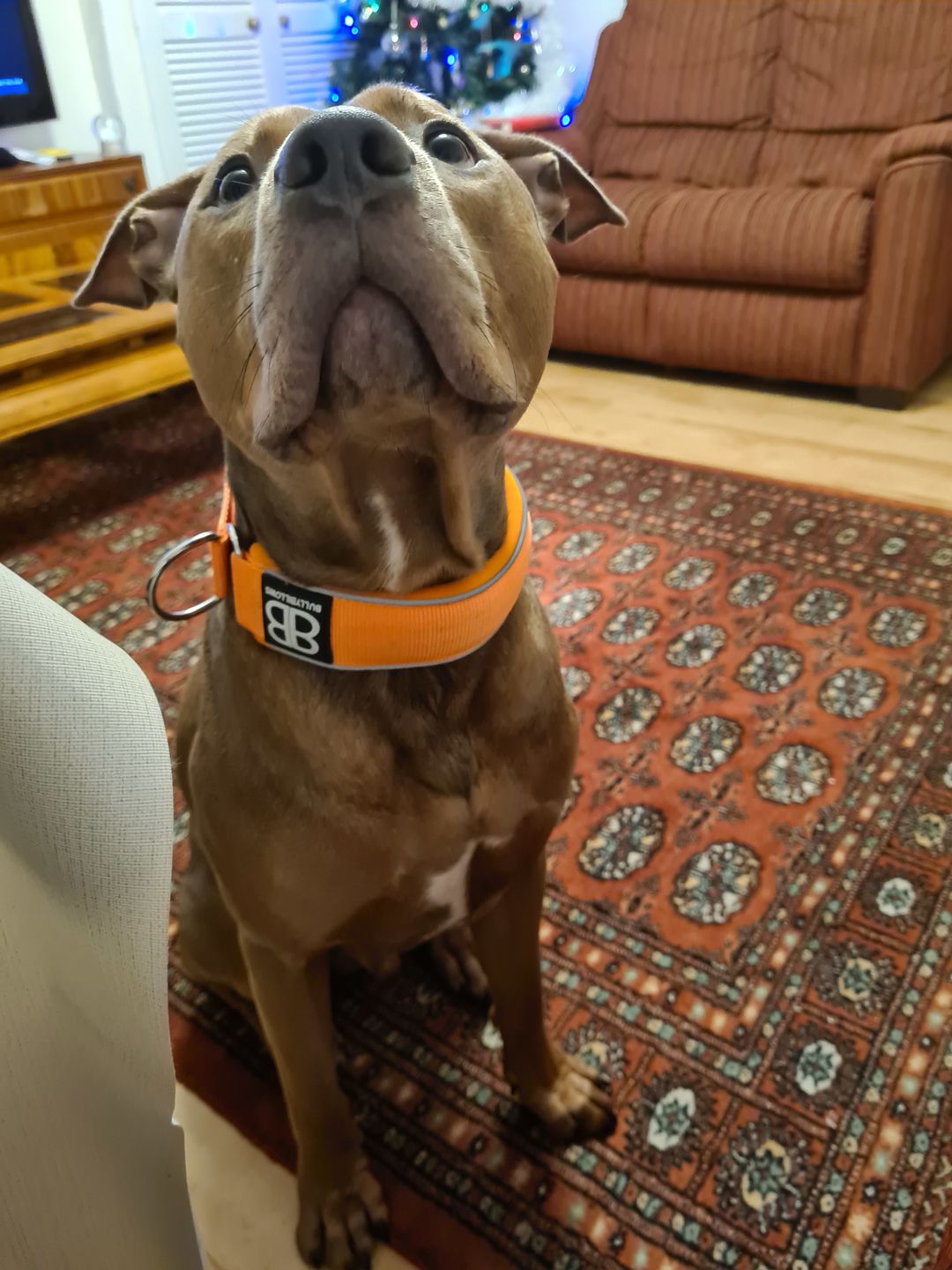 Customer photo review of 5cm RR Collar | Soft Padded & Reflective | Series 2 - Orange