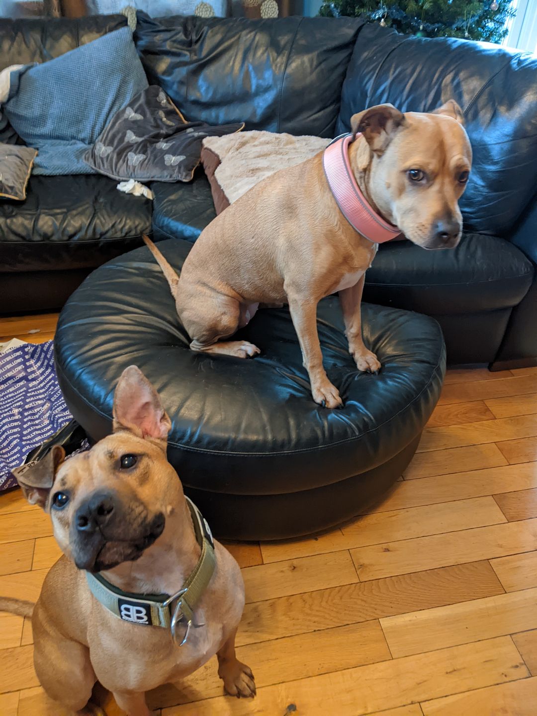 Customer photo review of 5cm RR Collar | Soft Padded & Reflective | Series 2 - Pink
