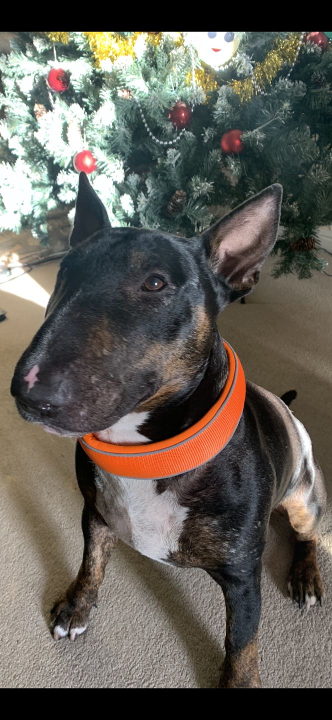 Customer photo review of 5cm RR Collar | Soft Padded & Reflective | Series 2 - Orange