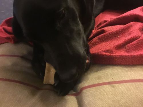 Customer photo review of Everest Dog Yak Chews